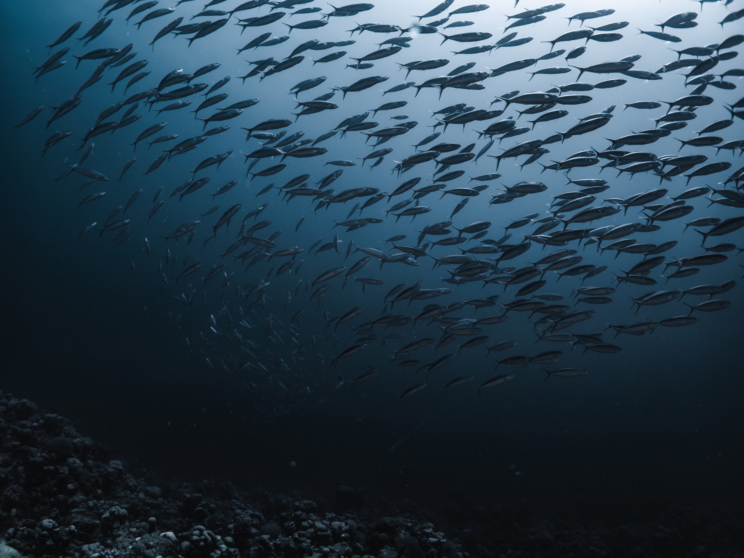 franziska_stier-sea-10393839-scaled.jpg